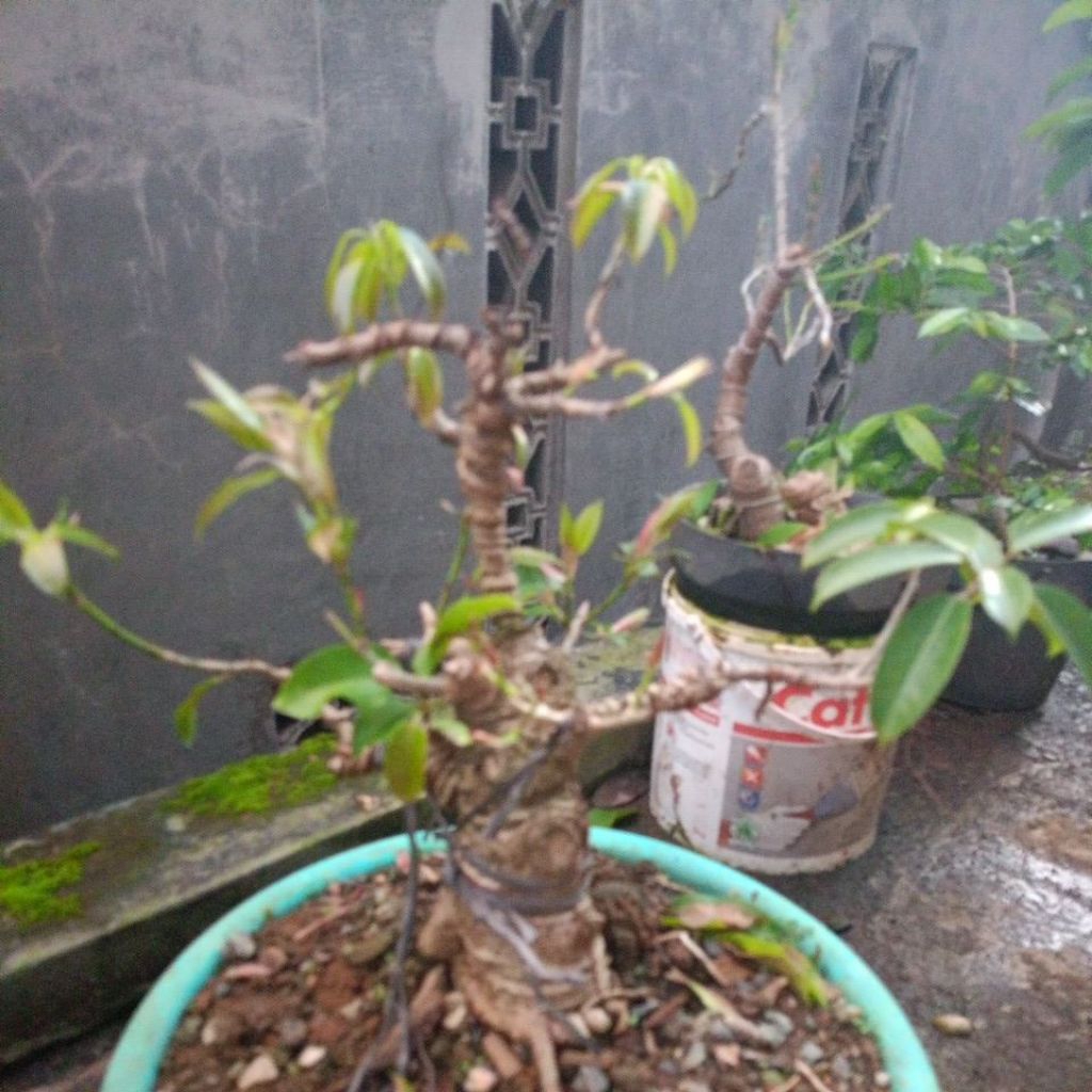 bonsai bunut dan  kembang kertas