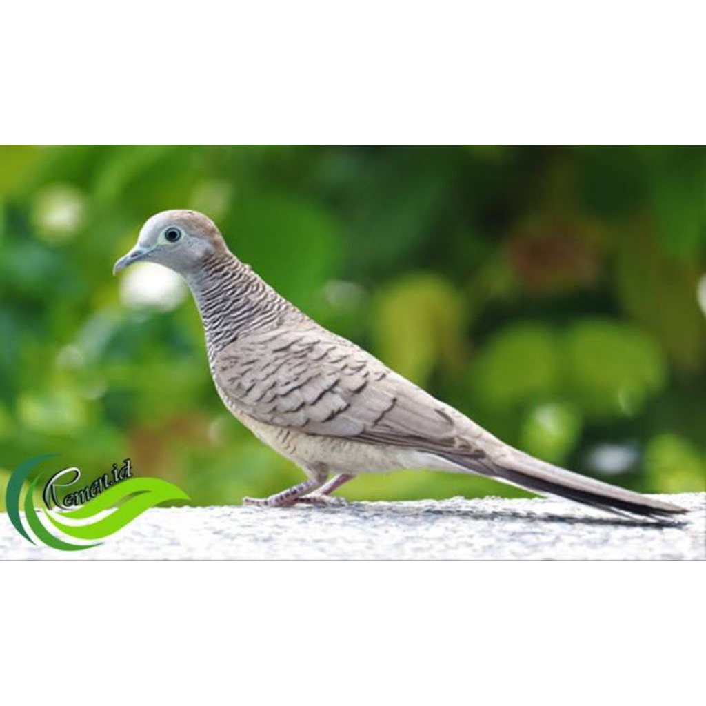 BURUNG PERKUTUT LOKAL MADURA 100%JANTAN JINAK PROSPEK GACOR SUPER PILIHAN