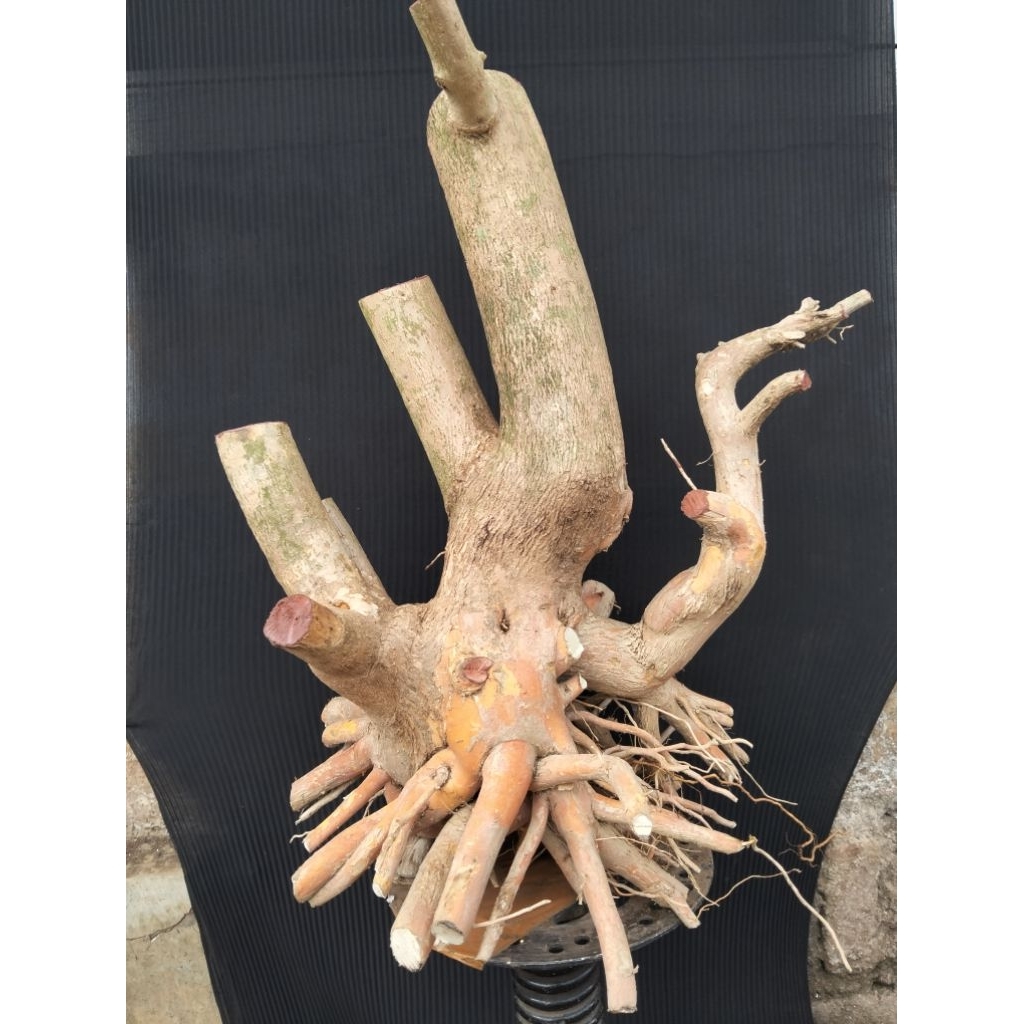 Bahan bonsai sancang prokar real pict