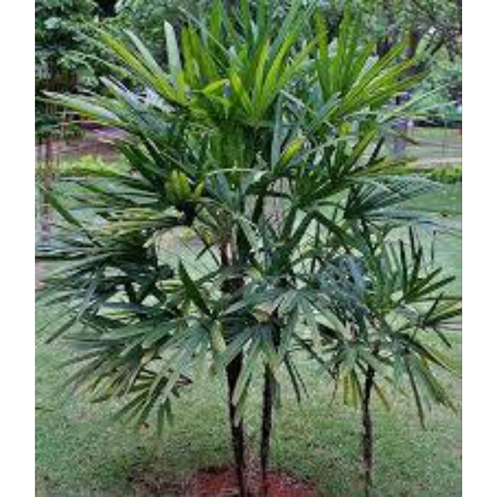 Bibit pohon palem/waregu