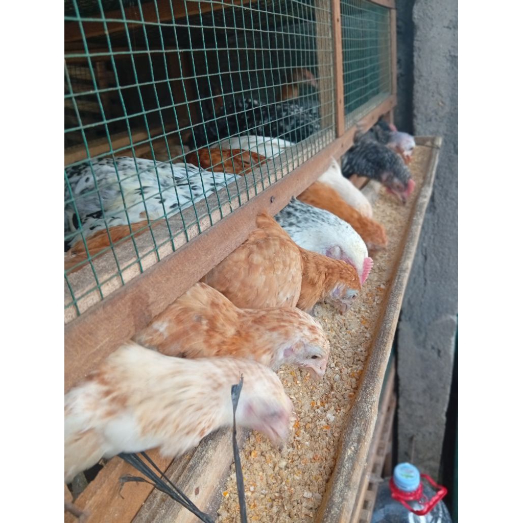 PULET AYAM ELBA/AYAM ELBA/AYAM ELBA SIAP TELUR