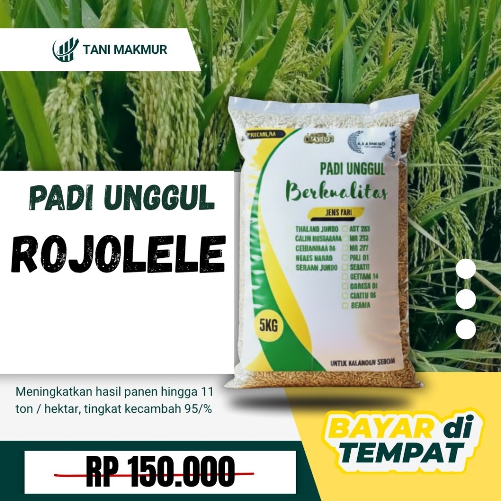 Benih padi unggul ROJOLELE Original 5kg