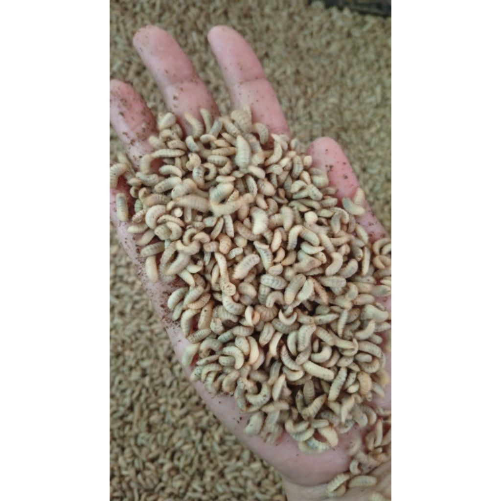 Maggot BSF (Pakan Alternatif) Hidup 1 Kg/ 2 Kg/ 3 Kg/ 4 Kg/ 5 Kg