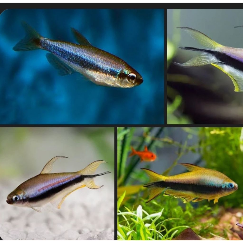 UNIQUE.PS-EMPEROR TETRA-NEON TETRA KAISAR 2CM