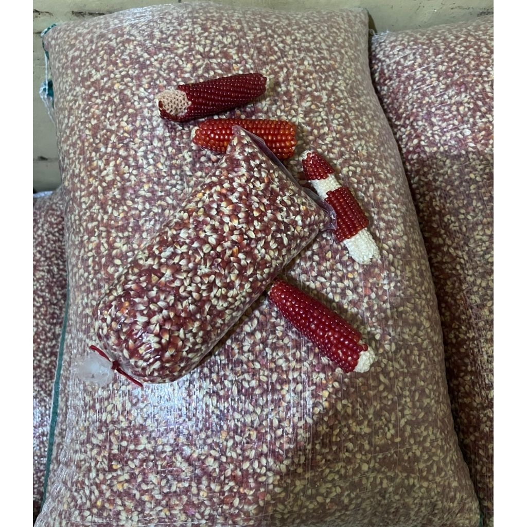 Jagung Merpati Cililin Merah Super Grade A 5kg burung dara