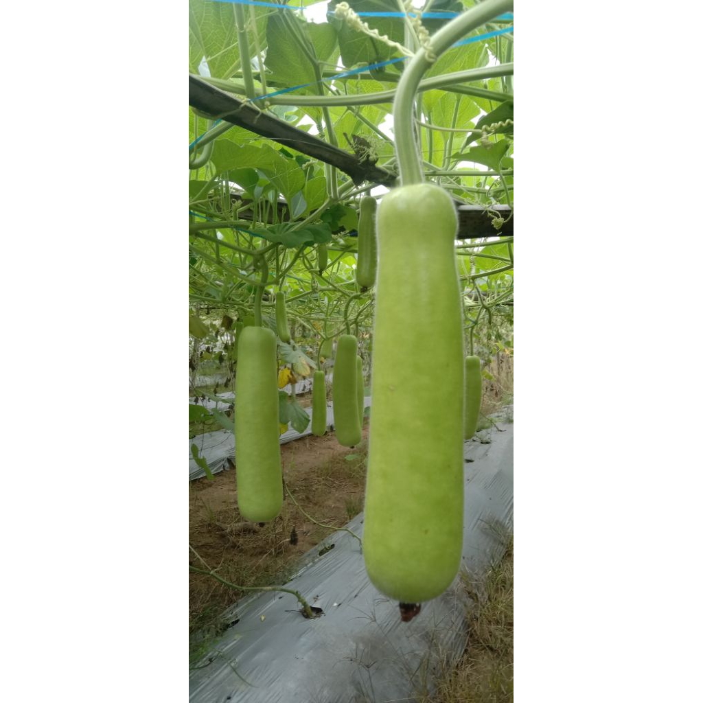 LABU AIR / BUAH LABU