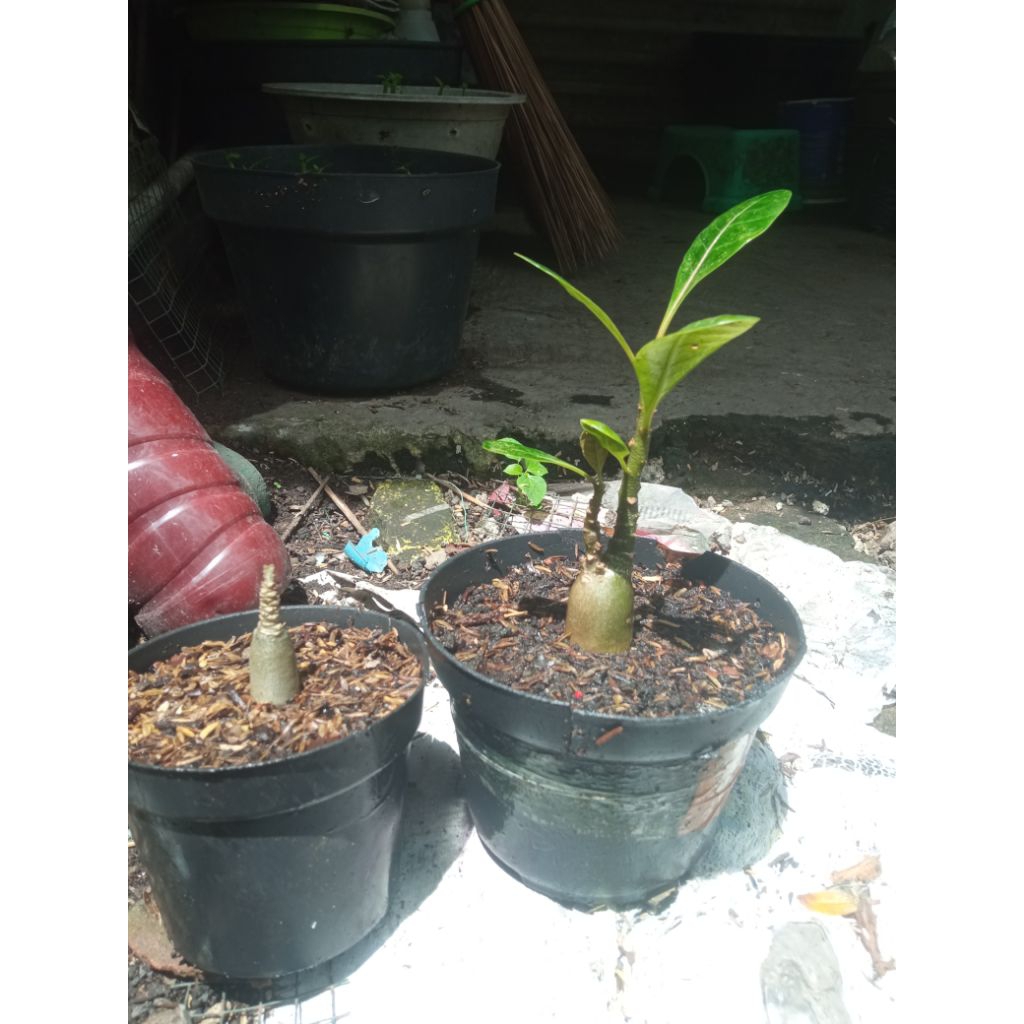 adenium socodhof.socotranum x dhofar