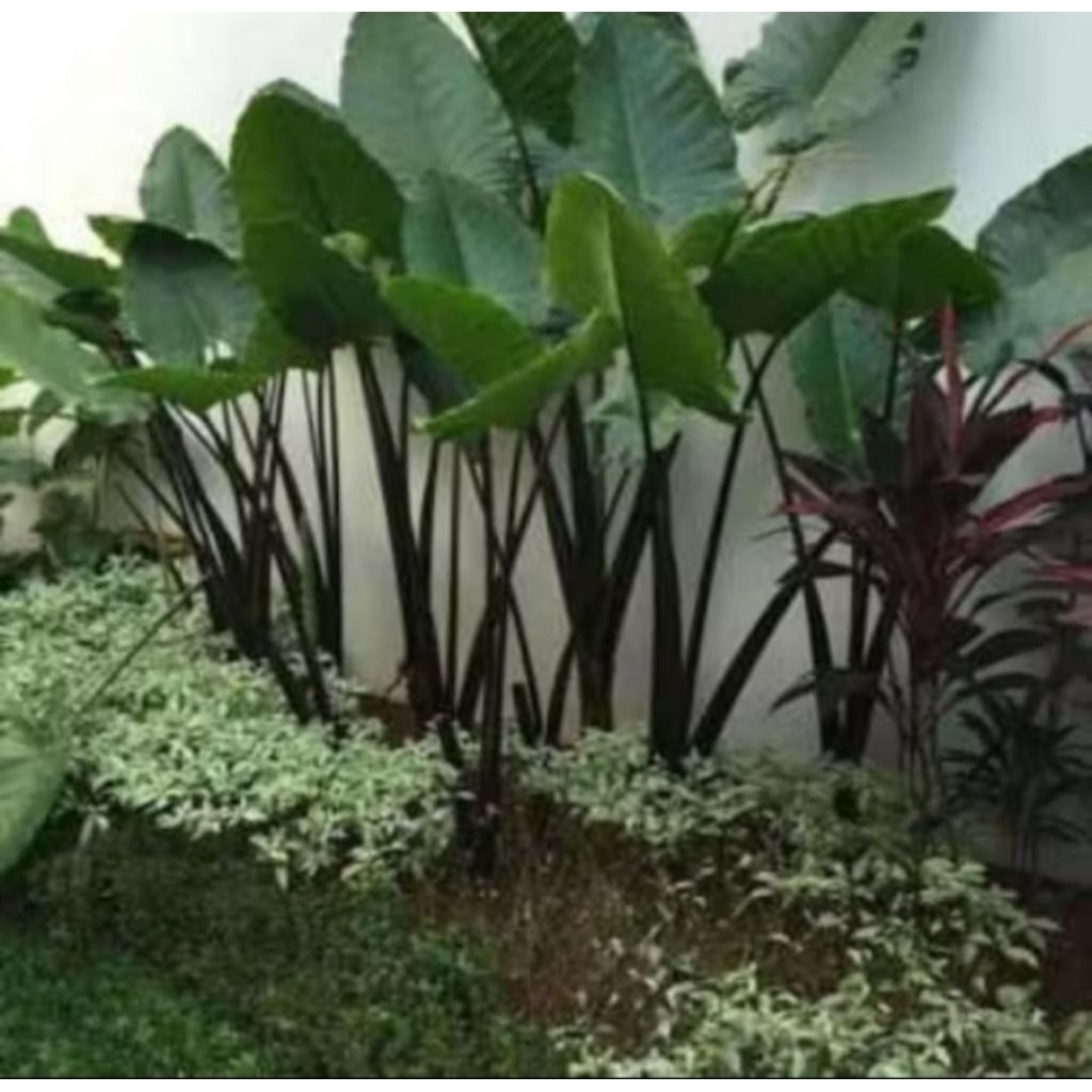 Keladi Hitam Hias / Sente hitam hiasan Rumah Teras Bonggol Jumbo [Bisa COD]