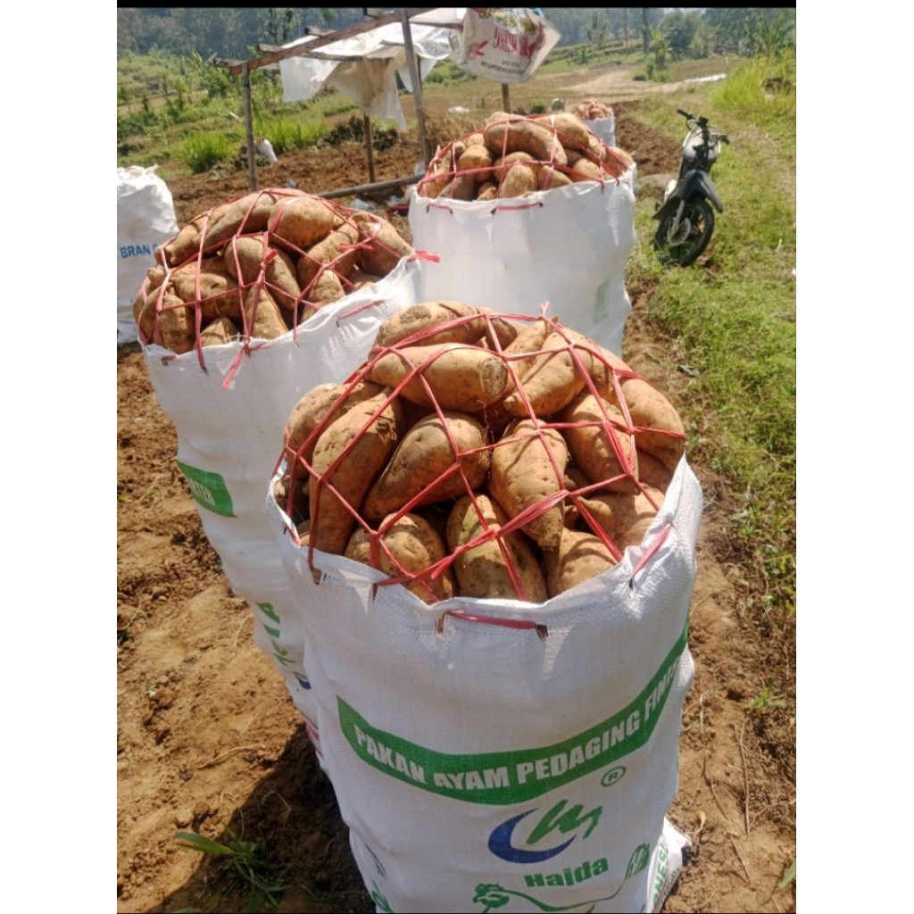 TELO MADU / UBI CILEMBU / KETELA OVEN 1kg 8rb