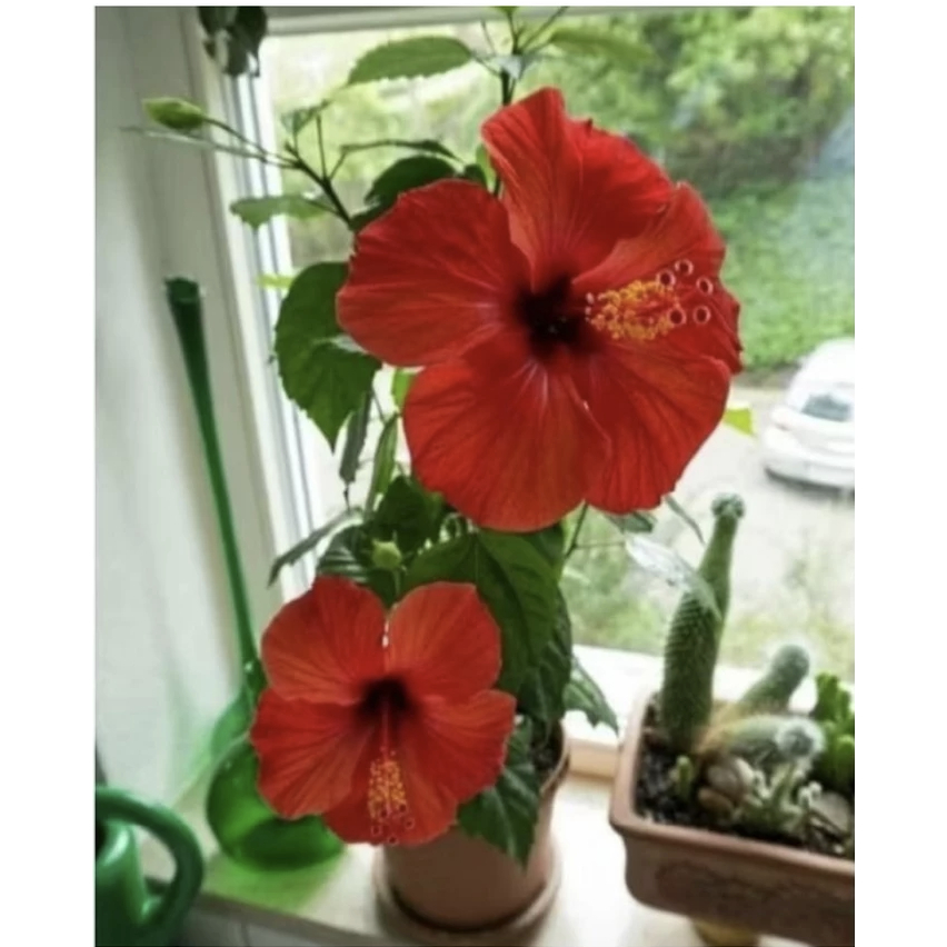 Tanaman Hias Kembang Bunga Sepatu merah Tumpuk Batang BESAR