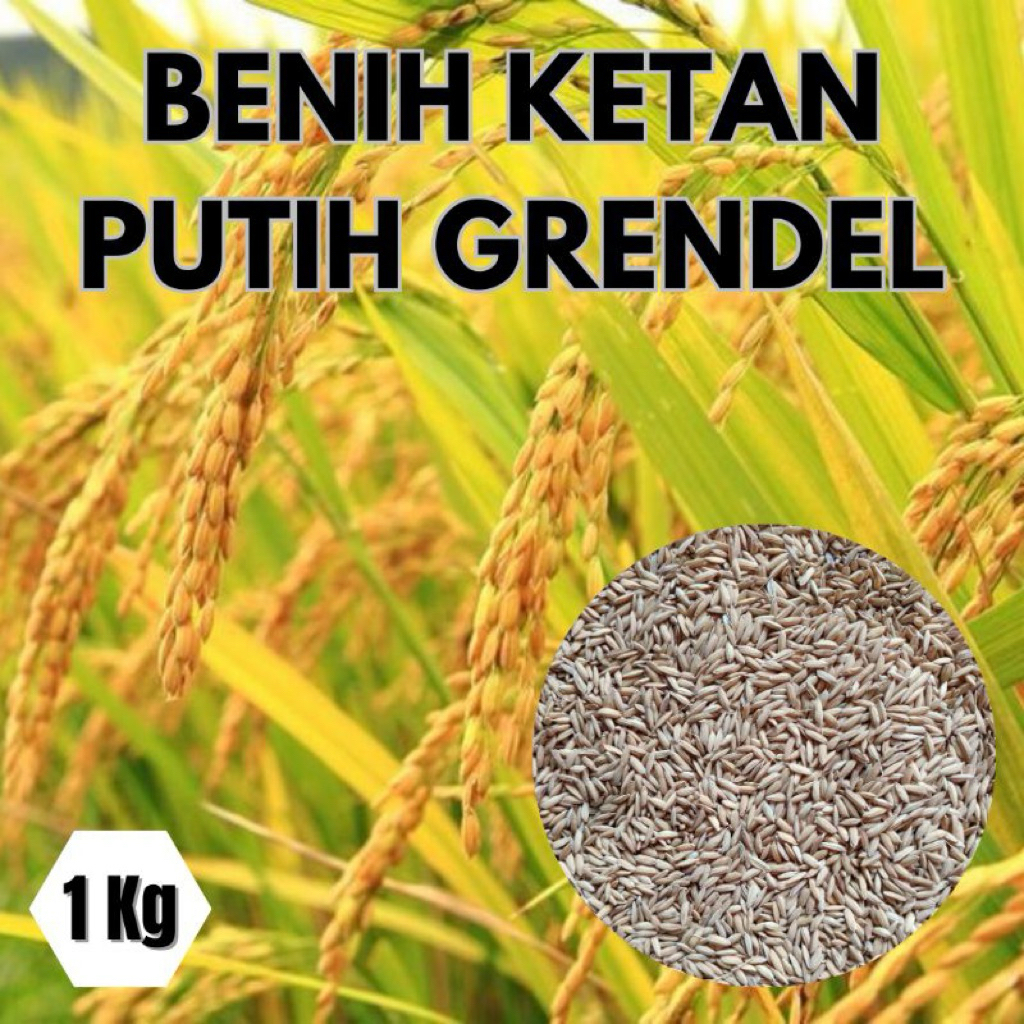 1kg benih padi ketan putih grendel super bibit unggul siap tanam