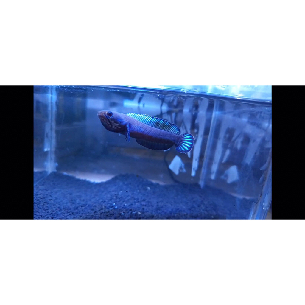 stiker metalic ikan chana andrao giwar size 5-6 cm