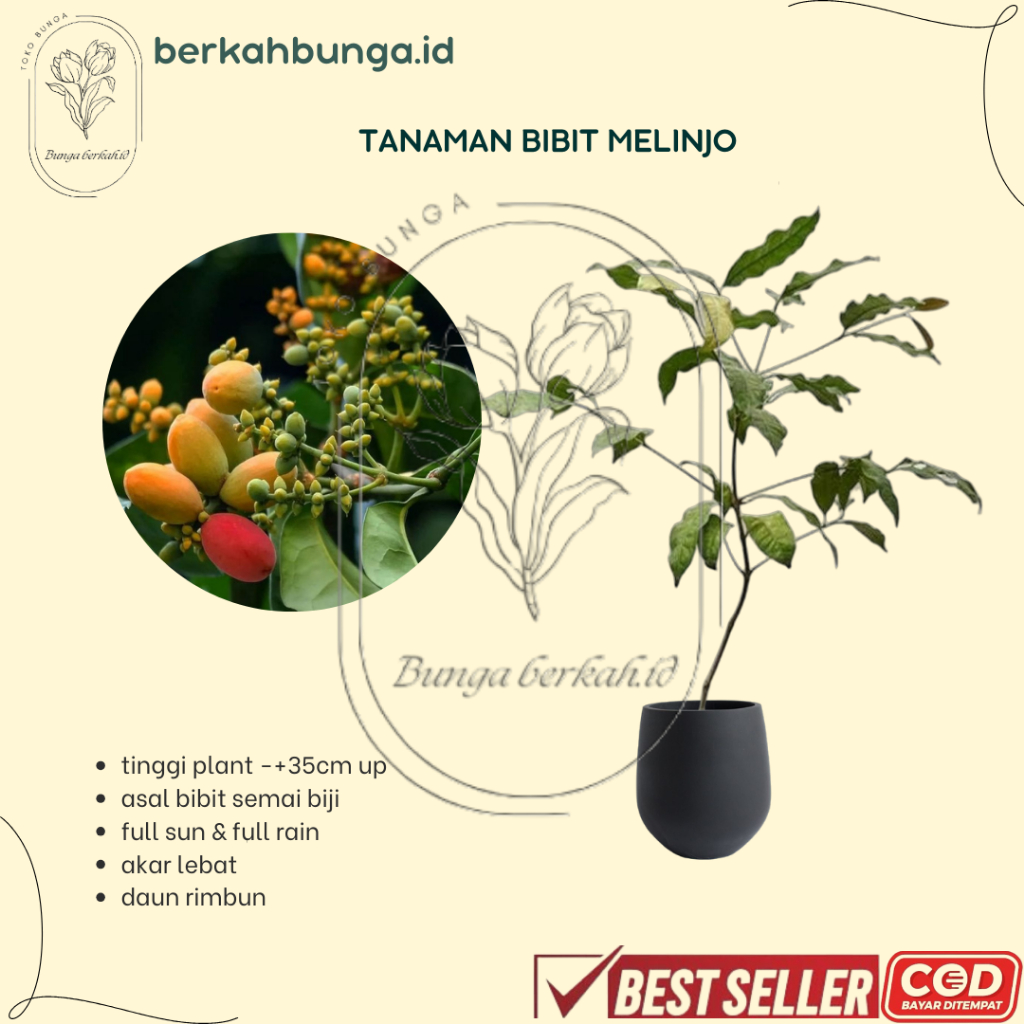 Bibit Tanaman Melinjo - Remaja Rimbun - Bibit Melinjo