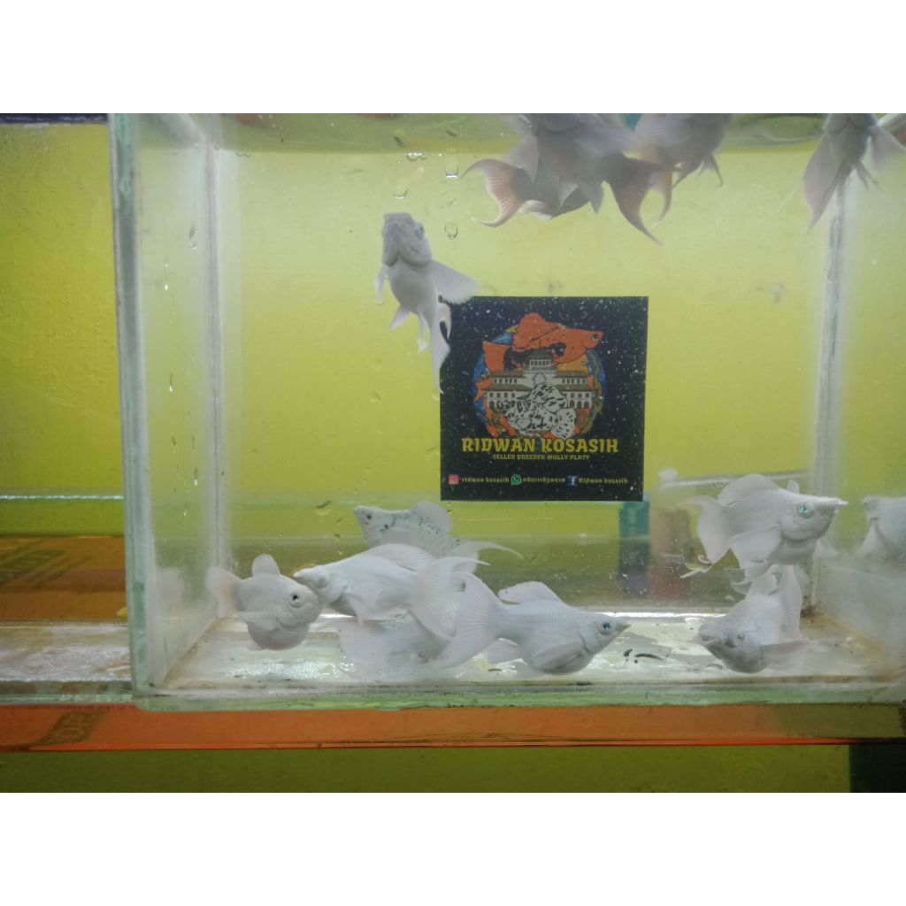 molly platinum mata cristal