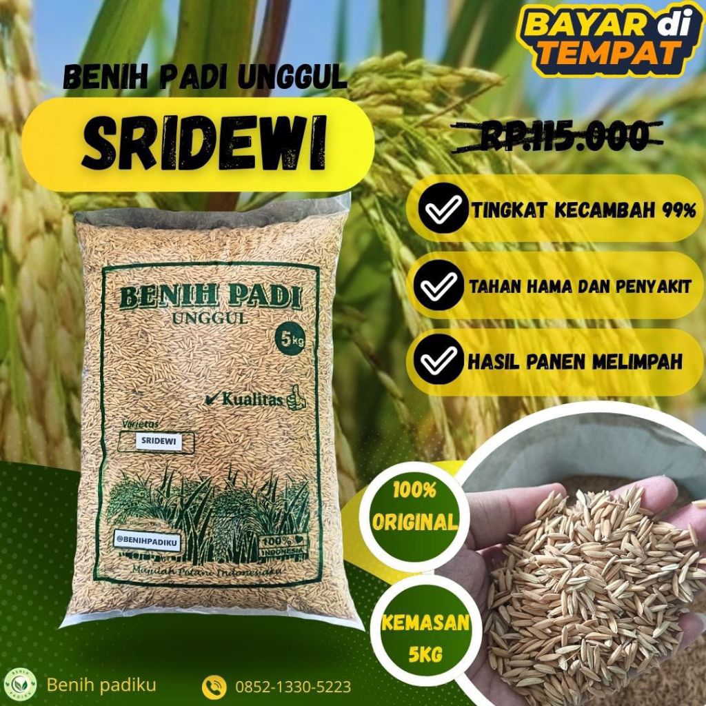 Benih padi unggul berkualitas SRIDEWI,kemasan 5kg