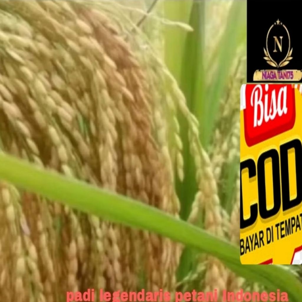 benih padi Ir mutiara kemasan 5kg