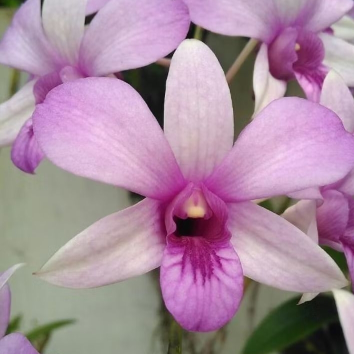 Anggrek Dendrobium Mantangai