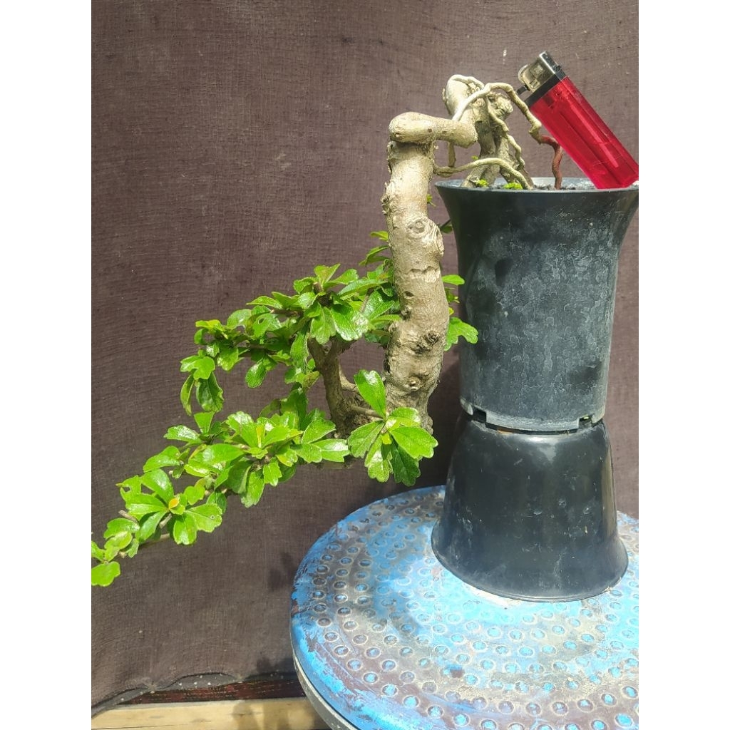 bonsai hokianti / hokiantea program cascade mame cakep realpict + pot