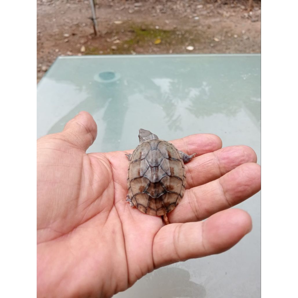 PELET KURA STINKPOT/ STINKPOT JANTAN / STINKPOT TURTLE