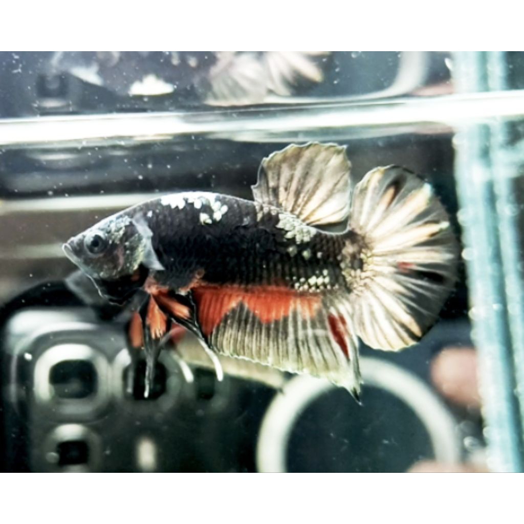 PLAKAT AVATAR COOPER GOLD