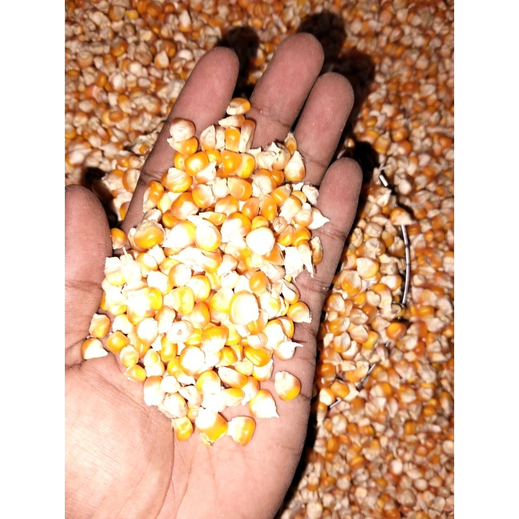 JAGUNG PIPIL PAKAN AYAM 500gram