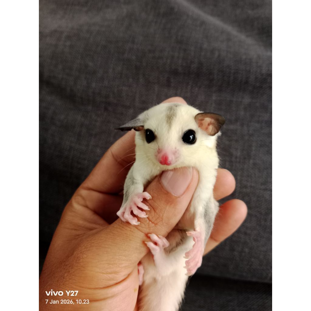 Sugar glider TPM Joey True platinum mosaic