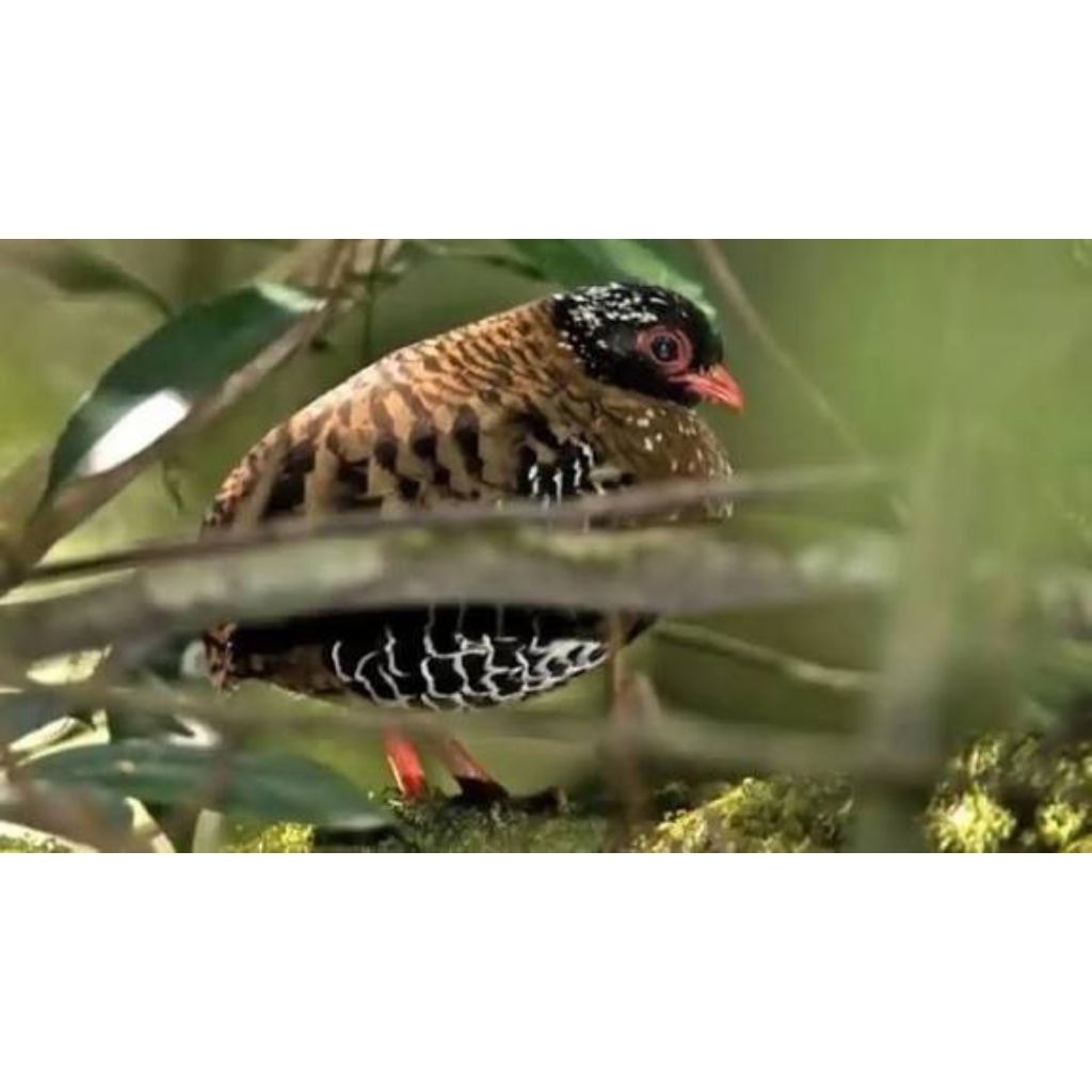 telur fertil puyuh gonggong siap tetas