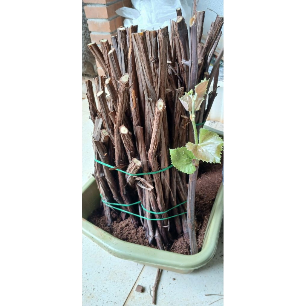 CUTTING IAC 572 1 KG