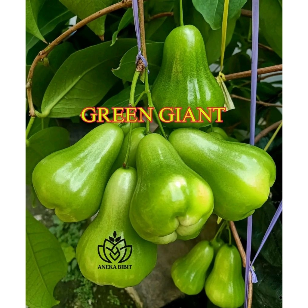 Bibit Fresh Cangkok Jambu Air GREEN GIANT ( BUTO IJO ) // Tanaman jambu air// bibit jambu air GREEN 