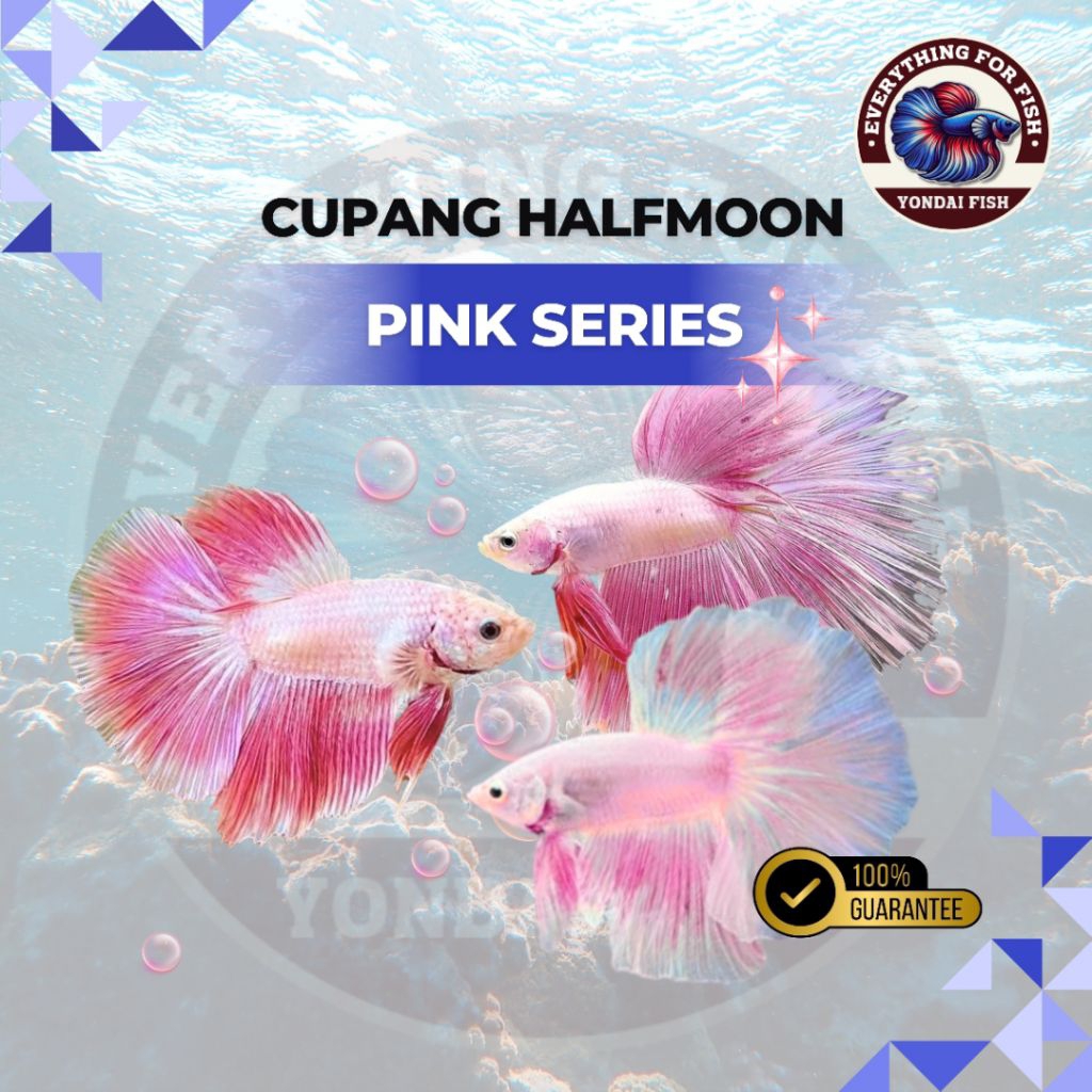 [PINK SERIES] Cupang Pink Flaminggo Halfmoon |  PASTEL | PINK LAVENDER | BABY PINK | SALMON PINK | T