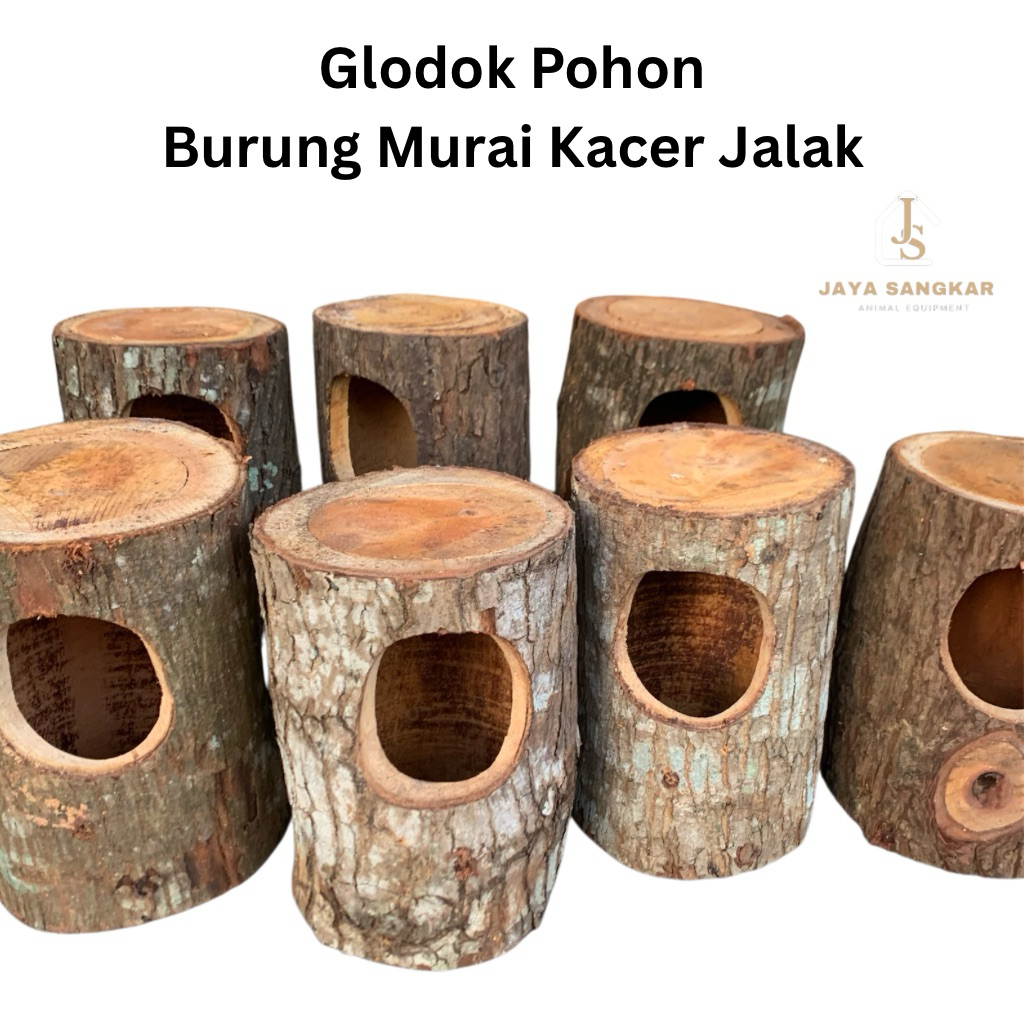 GLODOK POHON BESAR BURUNG MURAI KACER JALAK DLL KAYU MAHOGANI