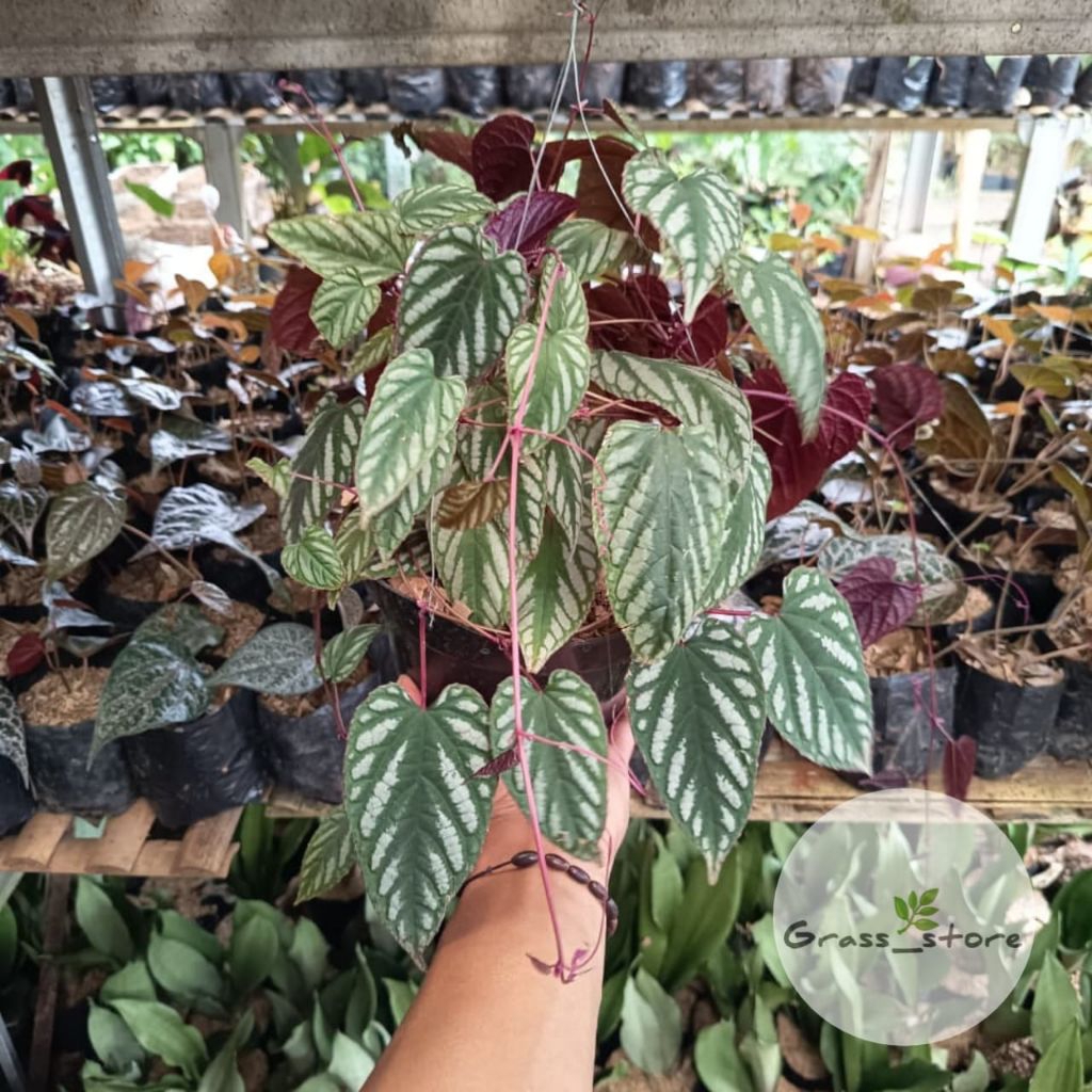 Tanaman Hias Sirih Keraton - tanaman sirih keraton - Tanaman Gantung Sirih Keraton