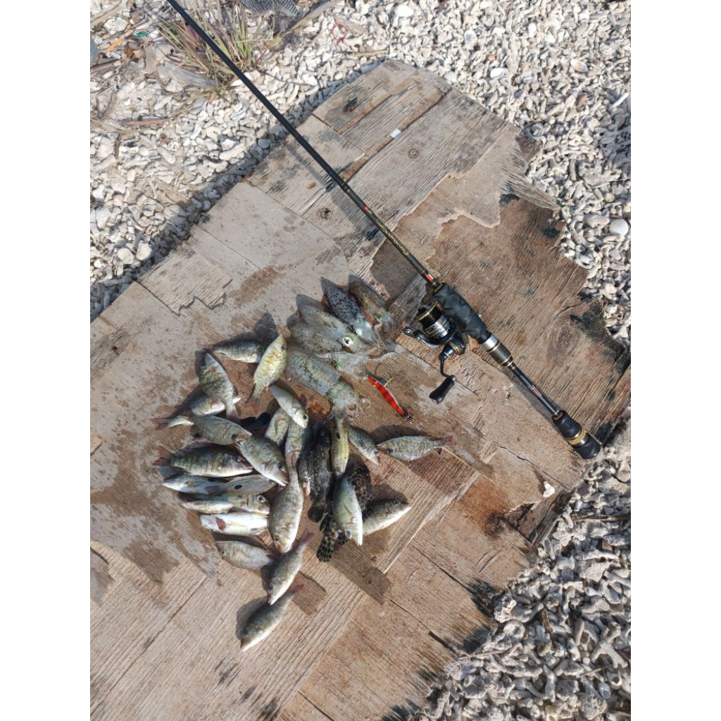 cangkek gen s 682ul 2-6lb