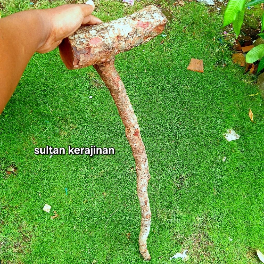 Tongkat jalan kayu stigi original bentuk alami tenggelam di air bisa COD bayar di tempat