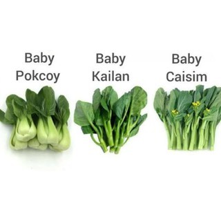 BABY PAKCOY / BABY KAILAN / BABY CAISIM ( CAISIM MANIS )