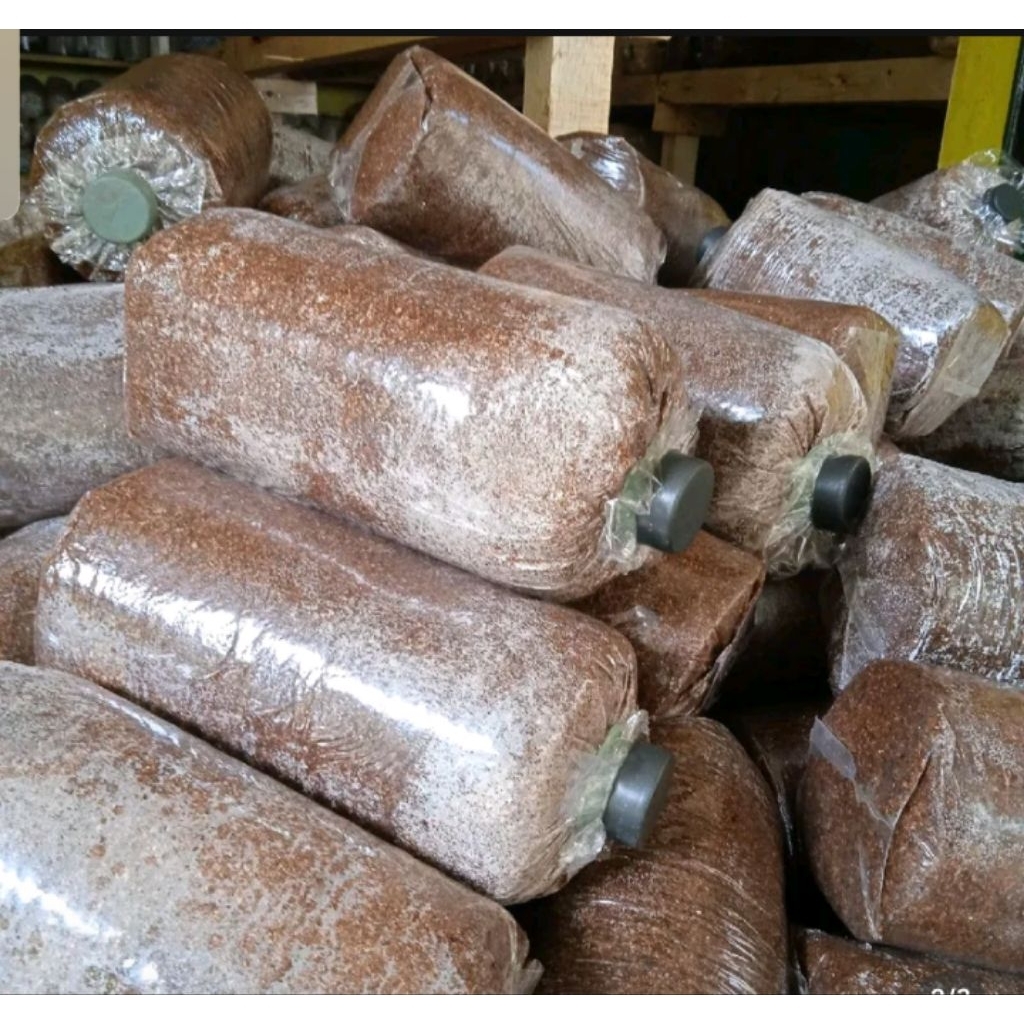 BAGLOG / MEDIA TANAM JAMUR TIRAM, TINGGAL PANEN