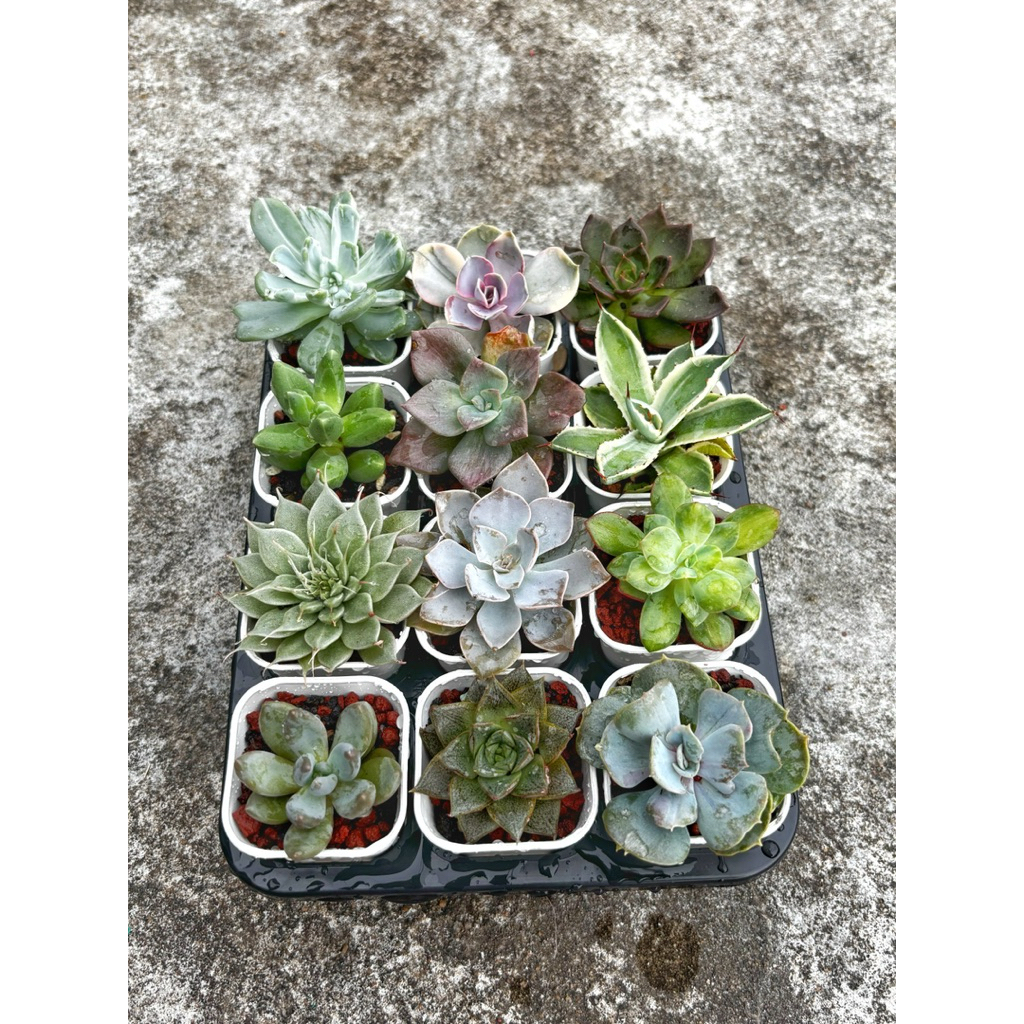 SUKULEN RARE SPESIAL 15-20K RARE ITEM