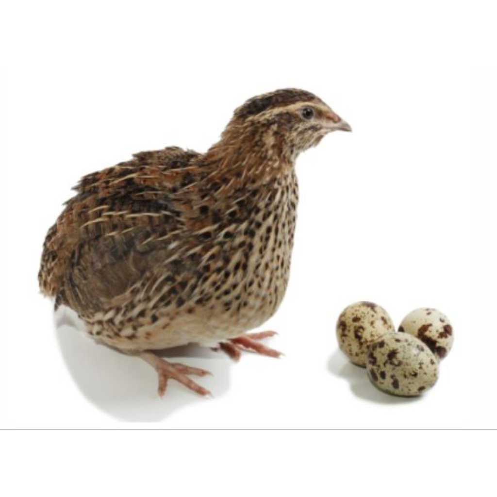 telur burung puyuh siap tetas