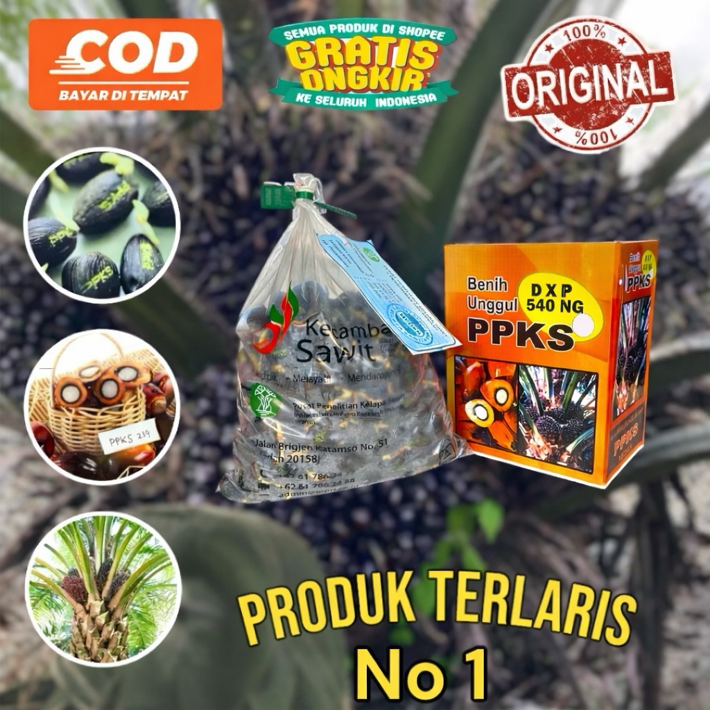 bibit sawit unggul ppks 540 asli medan (harga per 1 butir)