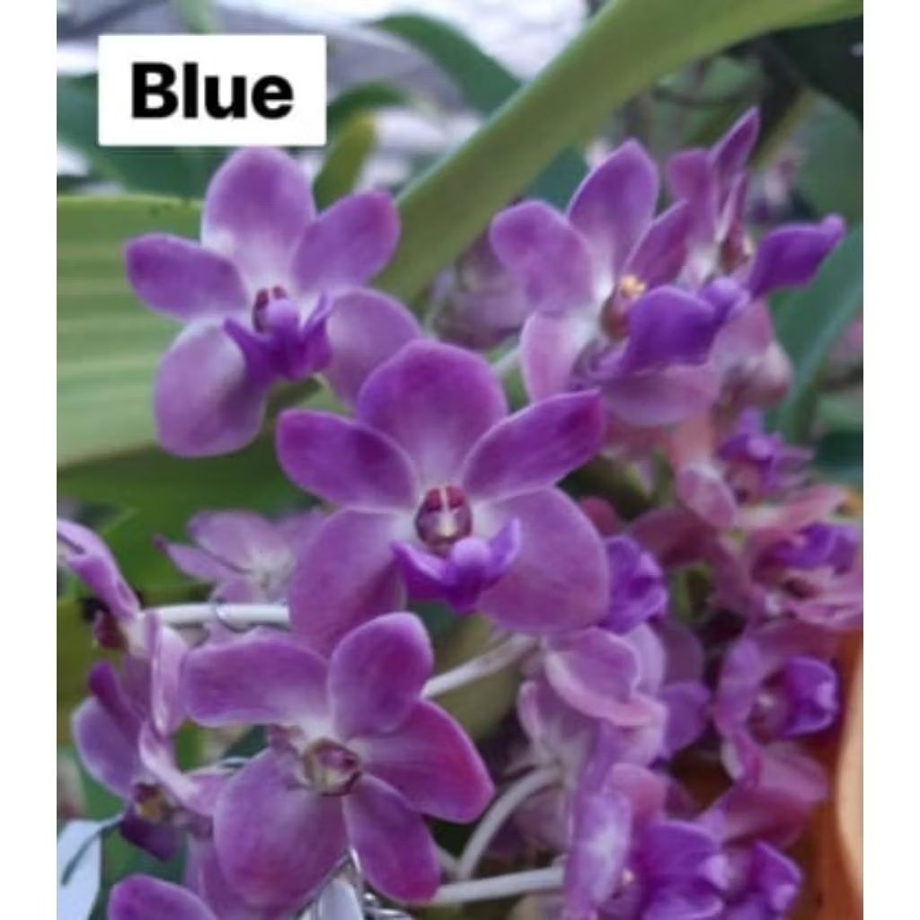 Gigantea blue dewasa
