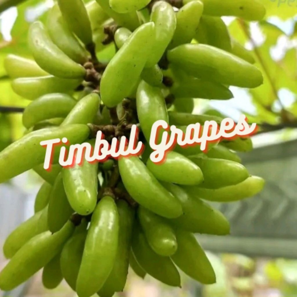 Bibit Tanaman Anggur Import Waterfall ( IFG 29 ) Valid 100% Hasil Grafting