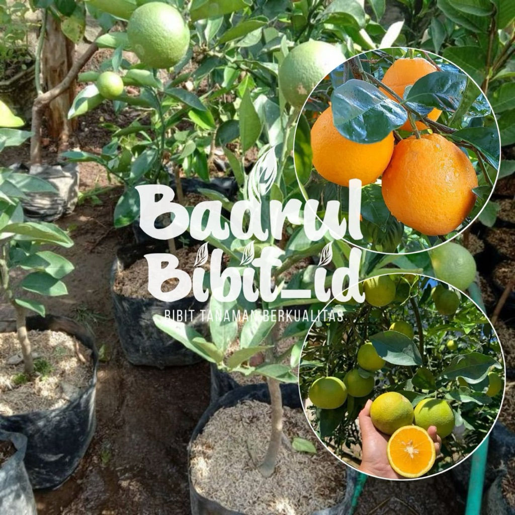 bibit tanaman jeruk sankis sudah okulasi siap berbuah
