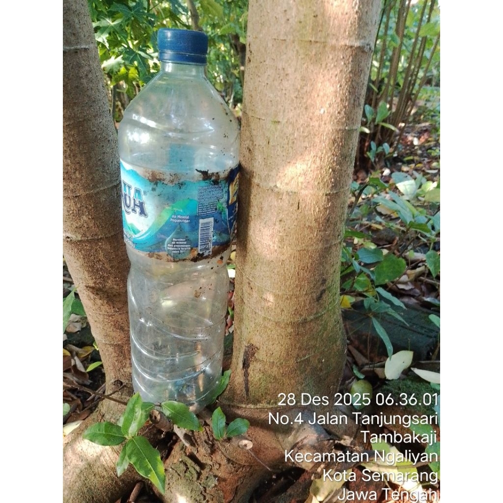 Bonsai loa Program Twin Tinggi ± . 150 cm