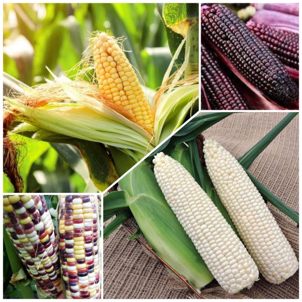 Benih Bibit Biji Jagung Manis Aneka Benih Biji Jagung Ketan Ungu Jagung Pulut Pelangi Jagung Ketan P