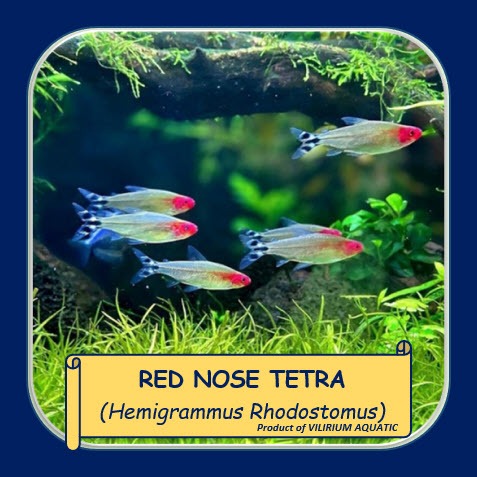 IKAN HIAS AIR TAWAR - REDNOSE TETRA / RED NOSE TETRA / RUMMY NOSE TETRA (IKAN AQUASCAPE)