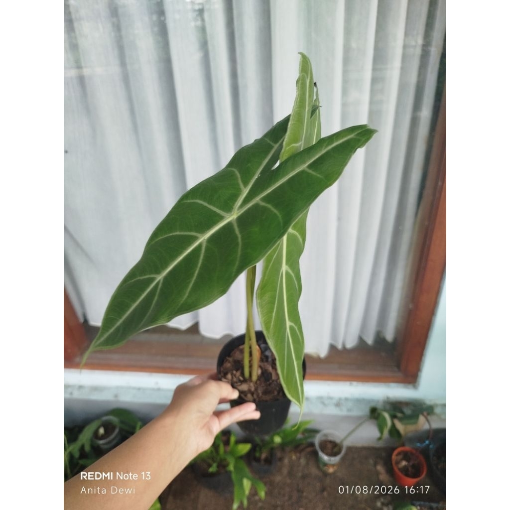 alocasia longiloba