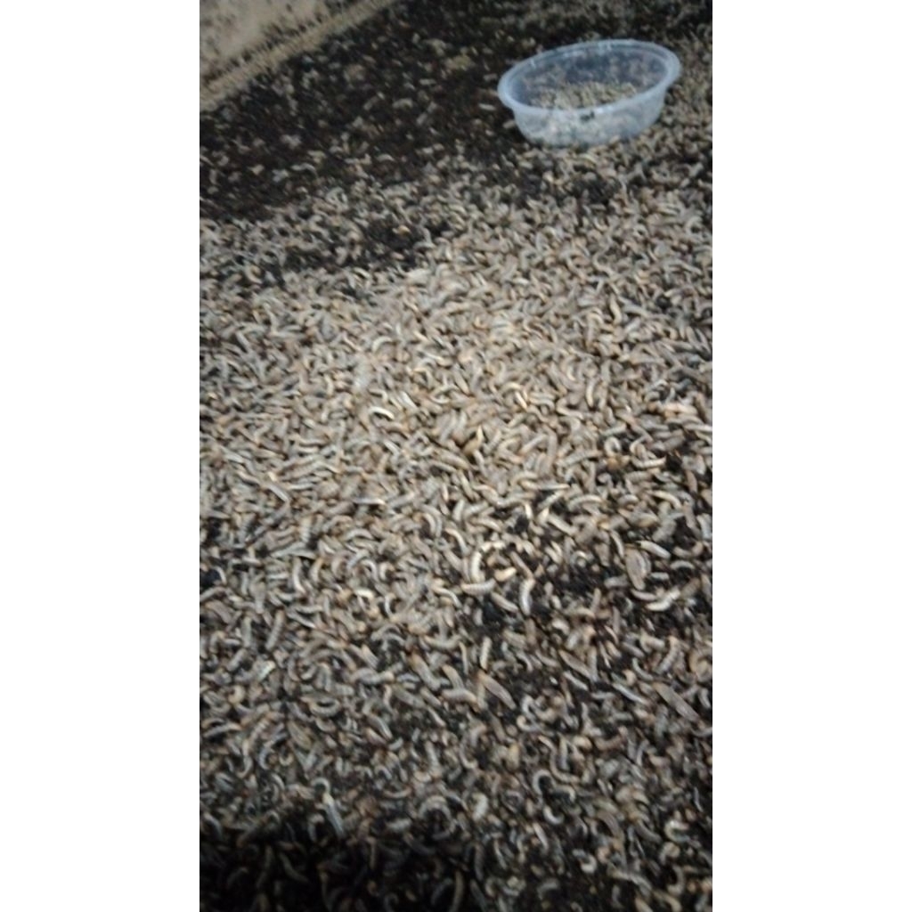 MAGGOT larva lalat BSF 400gram alternatif pakan untuk  burung