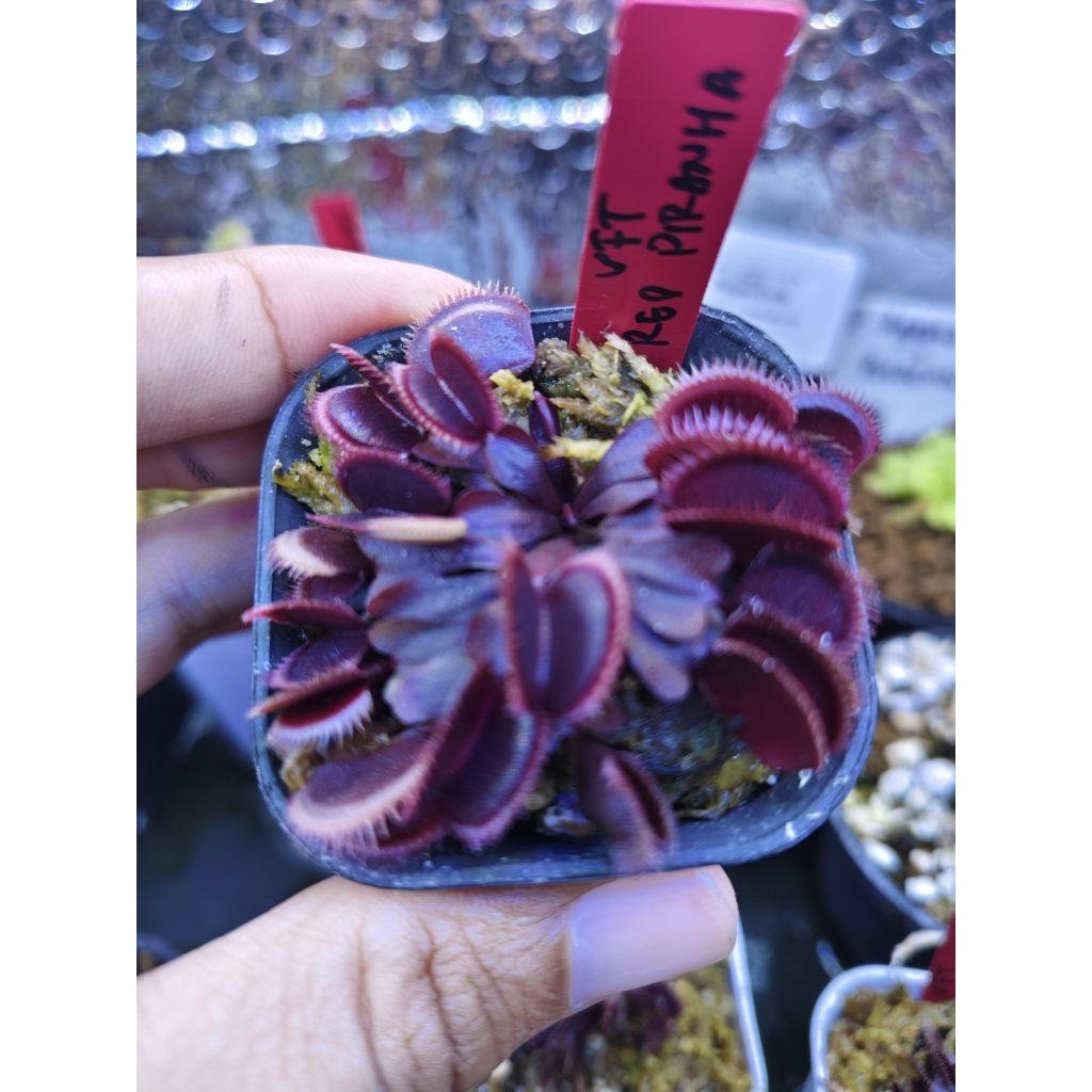 VFT Red Piranha