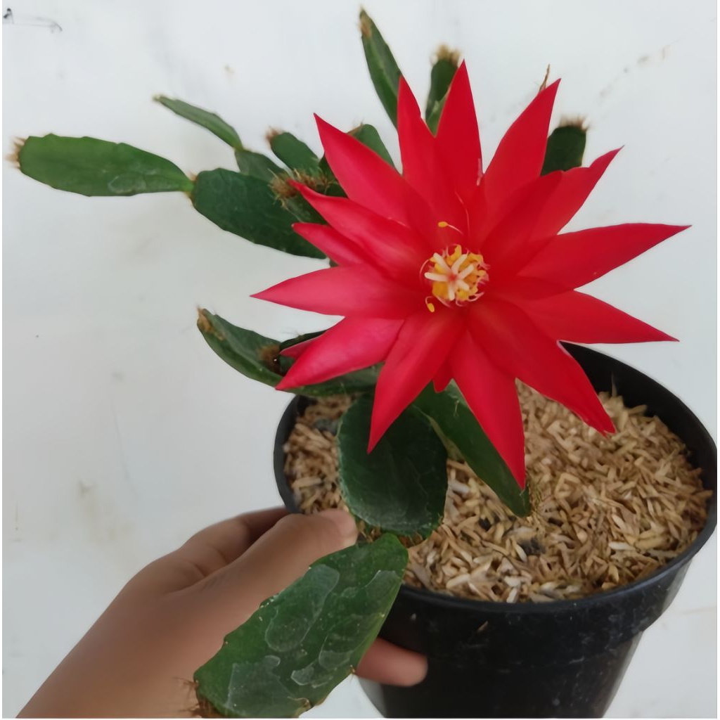 tanaman hias wijaya Kusuma merah mini