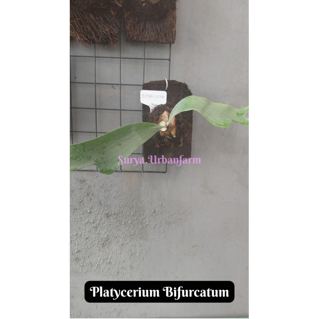 Platycerium Bifurcatum